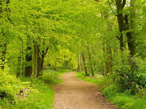 Ashridge Bluebells | Where Angells Tread!