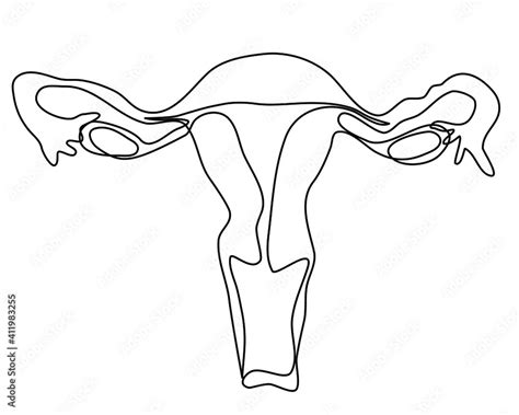 Reproductive System Female Drawing