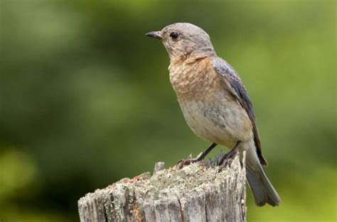 Eastern Bluebird | Attracting Birds - Birds & Blooms