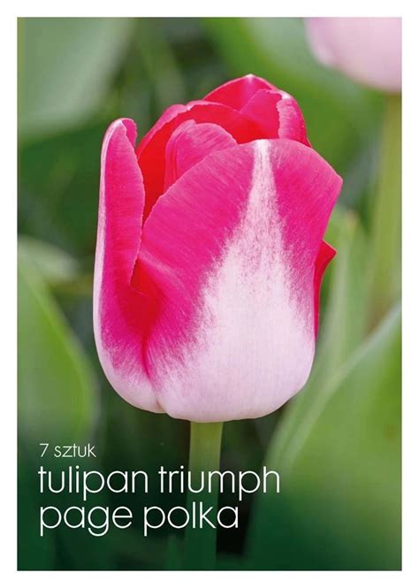 Tulipan Page Polka 7 Szt Kupuj W OBI