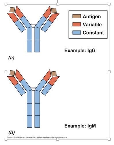 BIO 150 Immunolgy Objectives Flashcards Quizlet