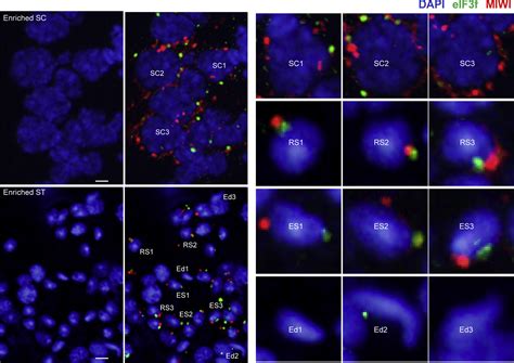 A Translation Activating Function Of Miwi Pirna During Mouse