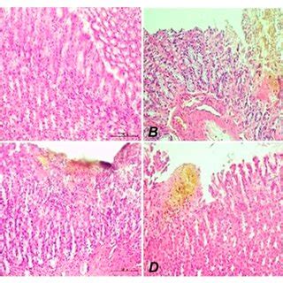 Photomicrograph Showing The Effect Of CA On The Gross Morphology Of The