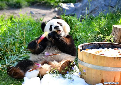 Pandas gigantes celebran su tercer cumpleaños en Zoológico de Berlín