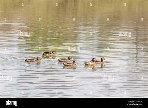 Tranquil Group Of Mallards Swimming In Water Stock Photo Alamy