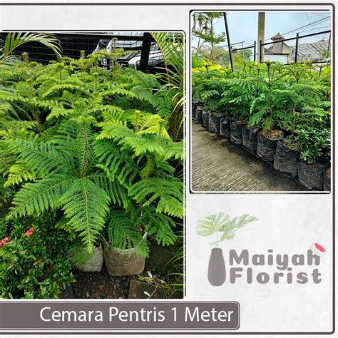 Jual Cemara Pentris Meter Cemara Norfolk Tanaman Hias Pohon