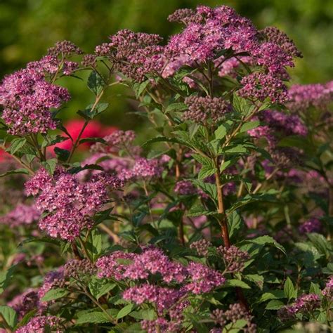 Southern Living Plant Collection 2 Gal Little Bonnie Dwarf Spiraea