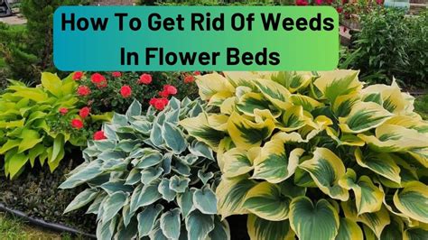 How To Keep Weeds Out Of Flower Beds Naturally