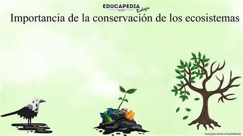 Importancia De La Conservacion De Los Ecosistemas Comipems Themelower