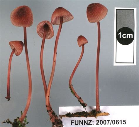 Virtual Mycota Mycena Mariae