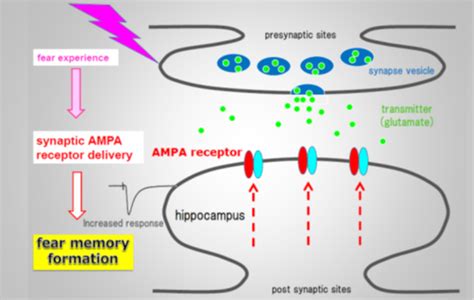 Precise Inactivation of Neural Messenger Receptor Wipes Out Fear Memory ... 