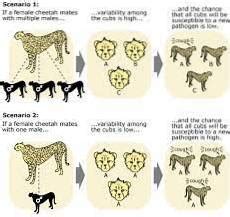 example of genetic diversity | Differbetween