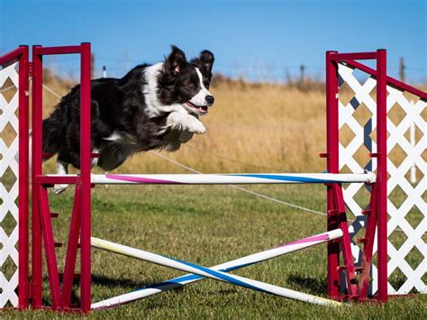 Agility In Der Hundeschule Das Ist Wichtig