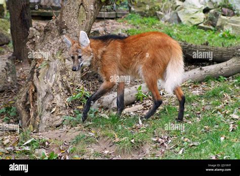 Maned wolf is an unusual intermediate species between the wolf and the fox Stock Photo - Alamy