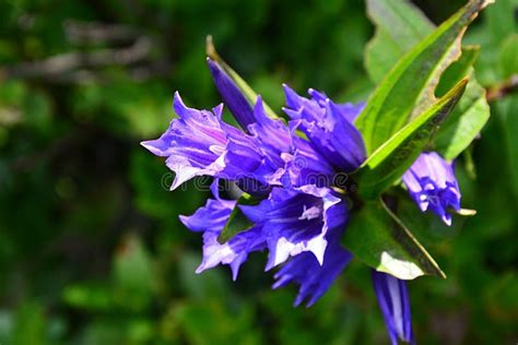 Blue Bell Shaped Flower Of Willow Gentian Plant Latin Name Gentiana