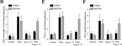 Ijms Free Full Text Angiotensin 1 7 Decreases Myostatin Induced