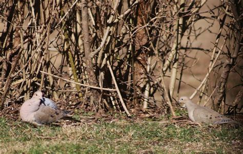 Mourning Dove From Oil City Pa 16301 Usa On February 23 2024 At 01