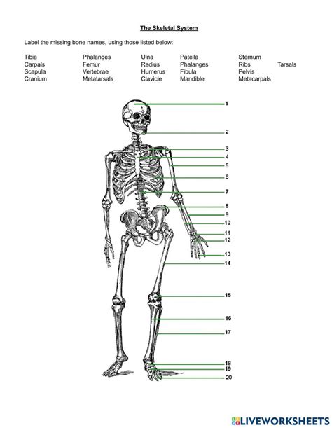 Bones Skeletal System Online Worksheet For 9 12 You Can Do The