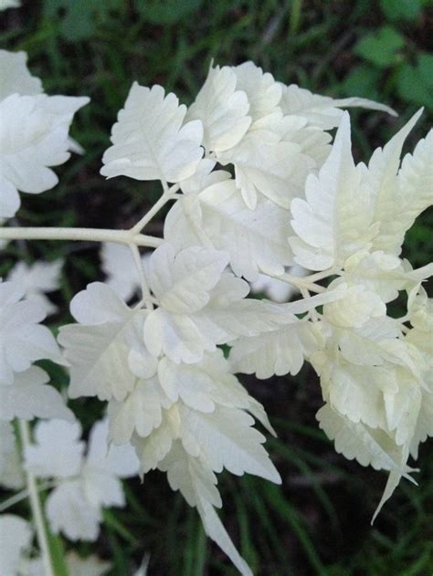 Possible Albino Plant Needs ID