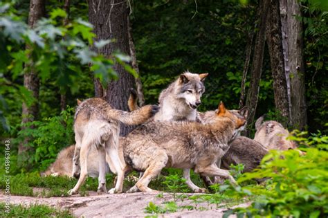 Pack of Timber wolves fighting to establish social order. Hierarchy ...