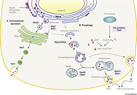 Protein Secretion Unconventional Exit By Exophagy Current Biology