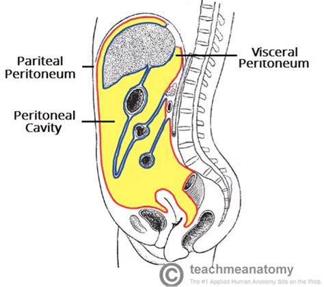 Case 2 Peritoneum Peritoneal Cavity Stomach And Gi Neurovasculature