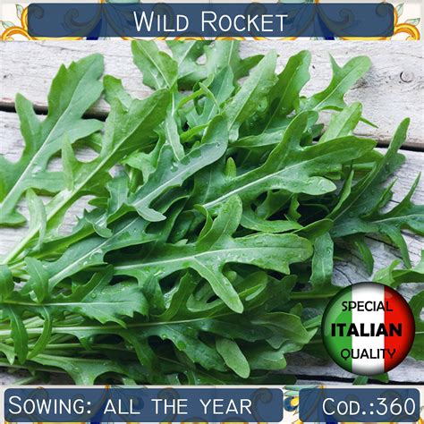 5200 Italian Arugula Seeds Wild Rocket Seeds Rucola Seeds Etsy