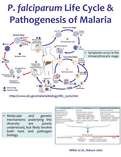 Plasmodium Falciparum Life Cycle