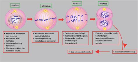 Sains Tingkatan Kssm Bab Genetik Pembahagian Sel Hot Sex Picture