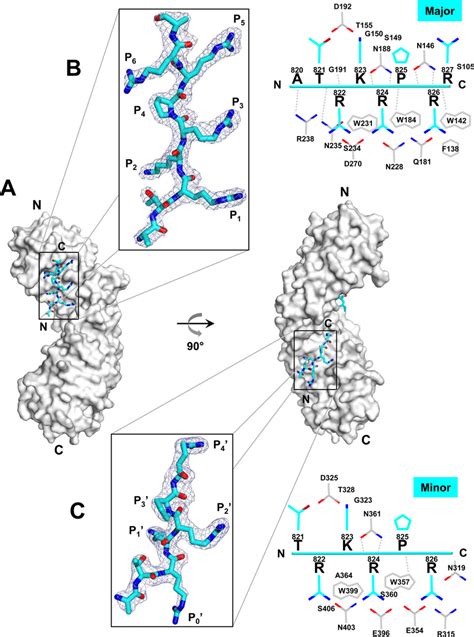 Crystal Structure Of Hcmv S Terminase Pul56 Nls In Complex With Download Scientific Diagram