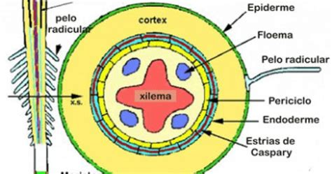 Diccionario De Biologia Qu Es Periciclo