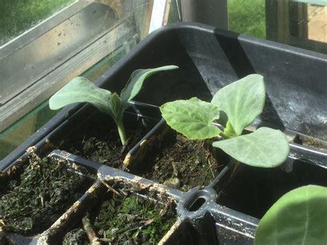 Butternut Squash Seedlings