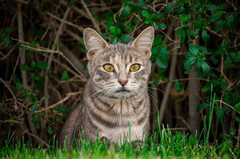 Why Do Cats Have Whiskers All About Cats