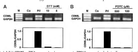 Figure 1 From Role Of Reactive Oxygen Intermediates In Activation