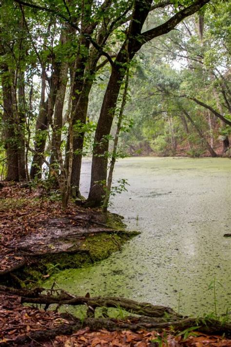 Jean Lafitte National Park A New Orleans Swamp