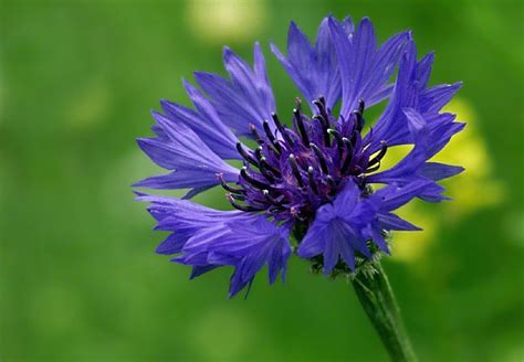 De Bouw En Functie Van Bloemen Wikiwijs Maken