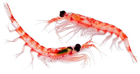 What Are Crustaceans | Types Of Crustaceans | DK Find Out