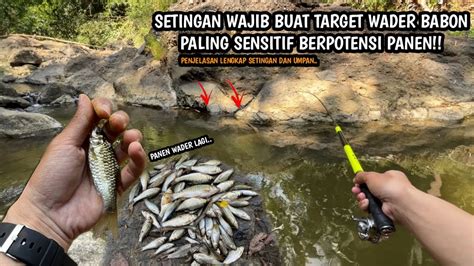 Panen Wader Gegara Setingan Dan Umpan Ini Mancing Wader Teknik Kumbul