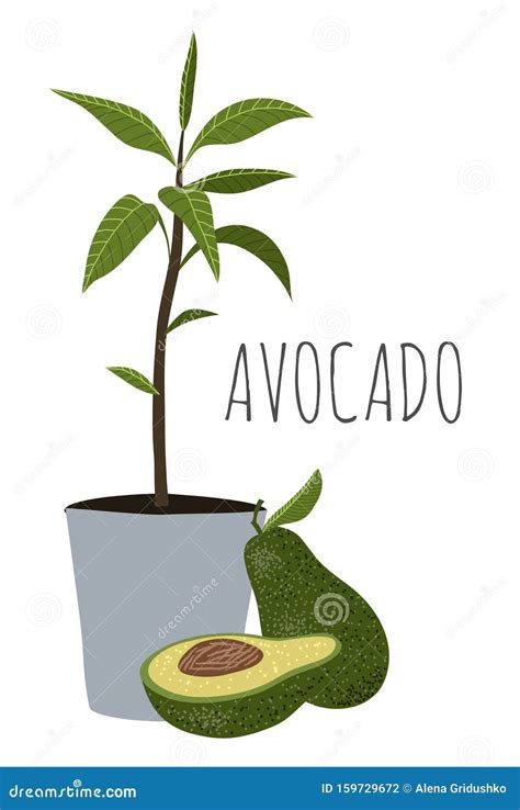 Avocado Halb Ganz Und Avocado Baum Mit Bl Ttern In Topf Zeichnen Von