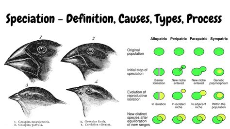 Speciation Definition Causes Types Process Biology Notes Online