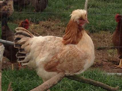 Golden Wheaton Sulmtaler Hen Chicken Breeds Chickens Backyard Breeds