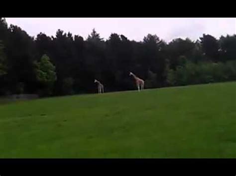 LEGO DUPLO DILDO KINGBABO AAAHH GEH ZUR SEITE