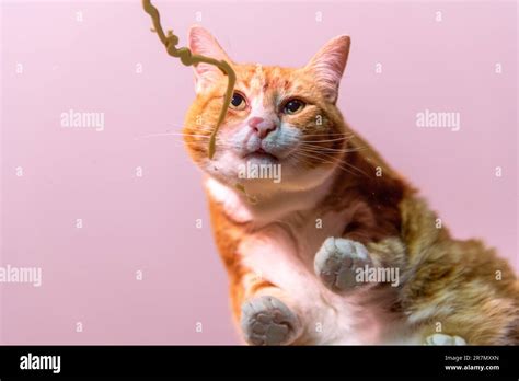 A Cute Adorable Ginger Tabby Cat Licking Glass From Underneath Above Photographer Camera Pink