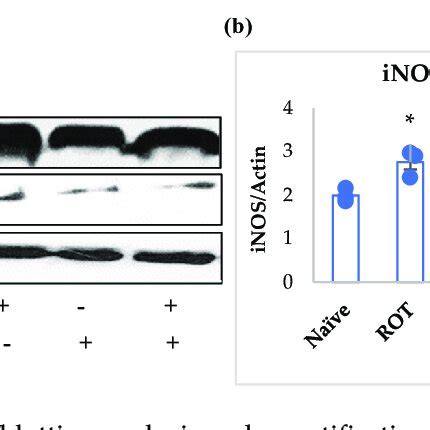 The Activation Of GFAP And Iba 1 In The Striatum Was Determined By