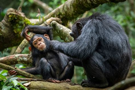 Celebrating Chimpanzees - Africa Geographic