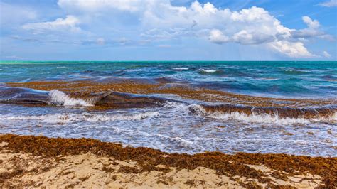 Navigating the Great 2023 Caribbean Sargassum Bloom