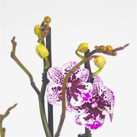 Орхидея фаленопсис биг лип купить