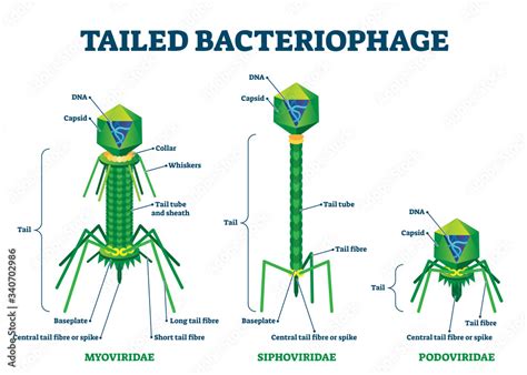 Bacteriophage Diagram Labeled