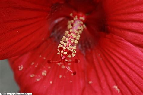 Hibiskus Bylinowy Fireball Hibiscus Moscheutos Kra Nik Sklep