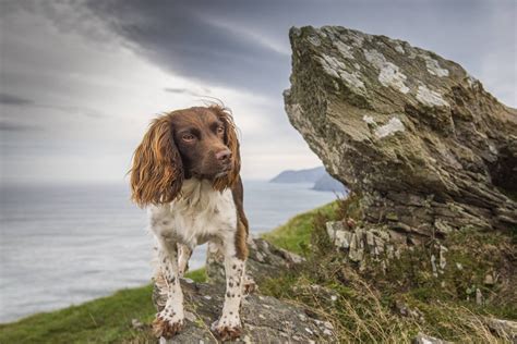 The top UK dog friendly National Trust winter walks - The Global Paw